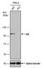 Insulin Degrading Enzyme antibody, MA5-27757, Invitrogen Antibodies, Western Blot image 