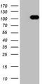 Ral Guanine Nucleotide Dissociation Stimulator Like 2 antibody, LS-C340489, Lifespan Biosciences, Western Blot image 