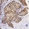 Activating Transcription Factor 6 antibody, NBP2-76329, Novus Biologicals, Immunohistochemistry paraffin image 