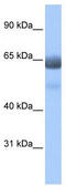 Regulatory Factor X4 antibody, TA345443, Origene, Western Blot image 