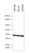 Beta-Actin antibody, NBP1-47423H, Novus Biologicals, Western Blot image 