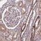 Paralemmin antibody, PA5-59690, Invitrogen Antibodies, Immunohistochemistry paraffin image 