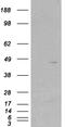 Skap55r antibody, NB110-40659, Novus Biologicals, Western Blot image 