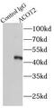 Acyl-CoA Thioesterase 2 antibody, FNab00091, FineTest, Immunoprecipitation image 