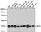 Phosphoribosyl Pyrophosphate Synthetase 1 antibody, 23-431, ProSci, Western Blot image 