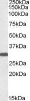 Engrailed Homeobox 2 antibody, MBS421385, MyBioSource, Western Blot image 