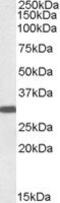 Engrailed Homeobox 2 antibody, MBS421385, MyBioSource, Western Blot image 