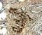 Cellular Communication Network Factor 4 antibody, AF1627, R&D Systems, Immunohistochemistry frozen image 