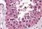 Uracil-DNA glycosylase antibody, MBS245335, MyBioSource, Immunohistochemistry frozen image 
