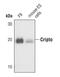 Teratocarcinoma-Derived Growth Factor 1 antibody, PA5-17191, Invitrogen Antibodies, Western Blot image 