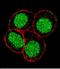 Fli-1 Proto-Oncogene, ETS Transcription Factor antibody, GTX81878, GeneTex, Immunofluorescence image 