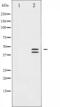 Interferon Induced Protein 44 antibody, abx011306, Abbexa, Western Blot image 