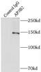 Adaptor Related Protein Complex 3 Subunit Beta 2 antibody, FNab00464, FineTest, Immunoprecipitation image 