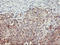 TUB Like Protein 3 antibody, LS-C173670, Lifespan Biosciences, Immunohistochemistry paraffin image 