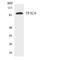 TFIIIC90 antibody, LS-C200777, Lifespan Biosciences, Western Blot image 