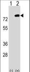 PBX Homeobox Interacting Protein 1 antibody, LS-C163401, Lifespan Biosciences, Western Blot image 