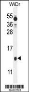 Protein BEX1 antibody, MBS9215141, MyBioSource, Western Blot image 