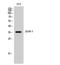 Opioid Receptor Delta 1 antibody, STJ92767, St John