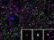 Homer Scaffold Protein 1 antibody, 75-492, Antibodies Incorporated, Immunofluorescence image 