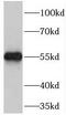 Mannan Binding Lectin Serine Peptidase 1 antibody, FNab05021, FineTest, Western Blot image 