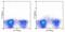 Interleukin 3 Receptor Subunit Alpha antibody, 11-1231-81, Invitrogen Antibodies, Flow Cytometry image 