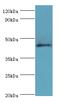 Dual Specificity Phosphatase 7 antibody, MBS1492744, MyBioSource, Western Blot image 