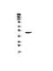 SRY-Box 9 antibody, A00177-1, Boster Biological Technology, Western Blot image 