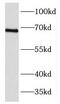 KIAA1041 antibody, FNab03198, FineTest, Western Blot image 