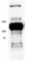 Minichromosome Maintenance Complex Component 4 antibody, ab4459, Abcam, Western Blot image 