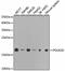 RNA Polymerase II Subunit D antibody, GTX54623, GeneTex, Western Blot image 