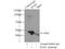 Ribonuclease H1 antibody, 10345-1-AP, Proteintech Group, Immunoprecipitation image 