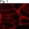 Cannabinoid Receptor 1 antibody, PA1-743, Invitrogen Antibodies, Immunofluorescence image 