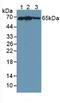 Kelch Like ECH Associated Protein 1 antibody, MBS2026429, MyBioSource, Western Blot image 