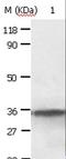 Annexin A2 antibody, LS-C400458, Lifespan Biosciences, Western Blot image 