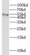 PWP1 Homolog, Endonuclein antibody, FNab06963, FineTest, Western Blot image 