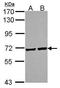 Protein Regulator Of Cytokinesis 1 antibody, GTX115179, GeneTex, Western Blot image 