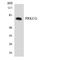 Protein Kinase C Gamma antibody, LS-C200527, Lifespan Biosciences, Western Blot image 