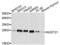 Nudix Hydrolase 21 antibody, LS-C333358, Lifespan Biosciences, Western Blot image 