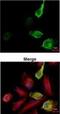 c-Myc Epitope Tag antibody, NBP2-43691, Novus Biologicals, Immunofluorescence image 