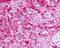 Melanocortin 5 Receptor antibody, NLS1022, Novus Biologicals, Immunohistochemistry paraffin image 