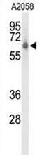 CRR9 antibody, AP50975PU-N, Origene, Western Blot image 