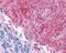 Glutamate Ionotropic Receptor AMPA Type Subunit 2 antibody, 48-698, ProSci, Immunohistochemistry frozen image 