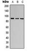 Apolipoprotein B Receptor antibody, orb234762, Biorbyt, Western Blot image 