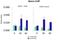 Methyl-CpG Binding Domain 4, DNA Glycosylase antibody, orb329796, Biorbyt, Western Blot image 