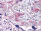 MOB Kinase Activator 3C antibody, orb318785, Biorbyt, Immunohistochemistry paraffin image 