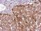 Placental Growth Factor antibody, NBP1-32169, Novus Biologicals, Immunohistochemistry frozen image 