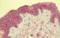 Pancreatic Lipase antibody, orb69812, Biorbyt, Immunohistochemistry paraffin image 