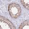 Tubulin Alpha 4a antibody, HPA043684, Atlas Antibodies, Immunohistochemistry frozen image 
