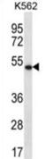 Apolipoprotein B MRNA Editing Enzyme Catalytic Subunit 3G antibody, abx025025, Abbexa, Western Blot image 