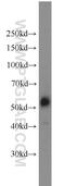 JNK1/MAPK8 Associated Membrane Protein antibody, 10023-1-AP, Proteintech Group, Western Blot image 
